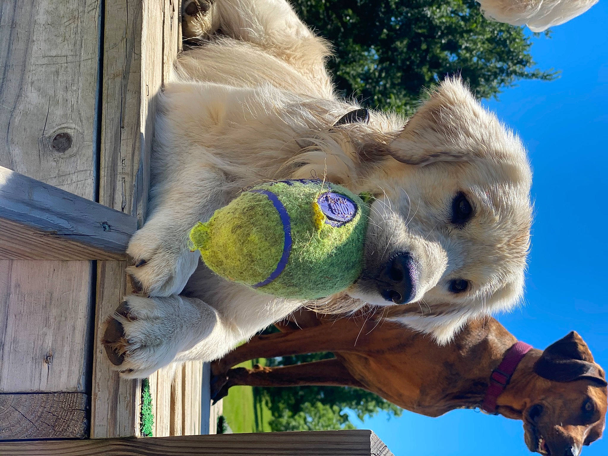 Nash joined the competition — help win amazing prizes! fawn, fur, koala, plush, snout, stuffed_toy, toy