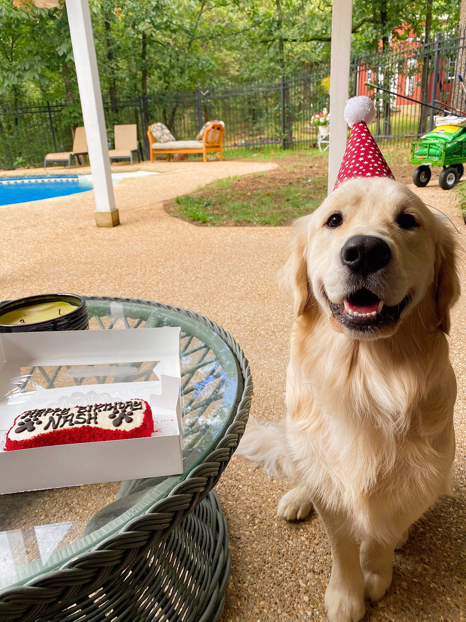 Nash is registered to the contest to win money with this photo: canidae, carnivore, companion_dog, dog, dog_breed, dog_food, golden_retriever, retriever, snout, sporting_group