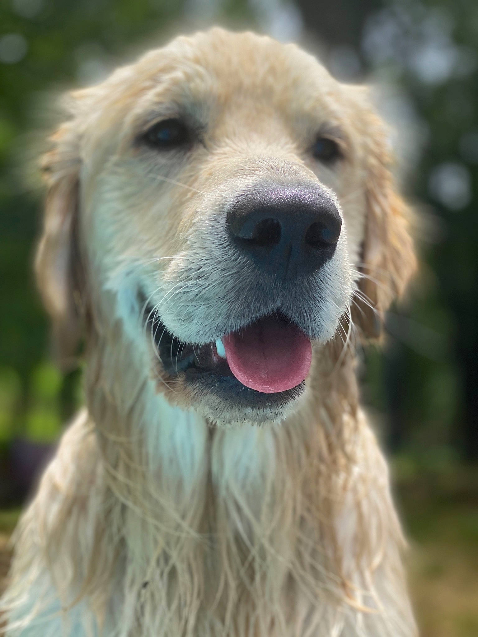 Nash joined the competition — help win amazing prizes! canidae, carnivore, companion_dog, dog, dog_breed, fawn, golden_retriever, labrador_retriever, mammal, rare_breed_dog, retriever, snout, sporting_group, tongue, vertebrate