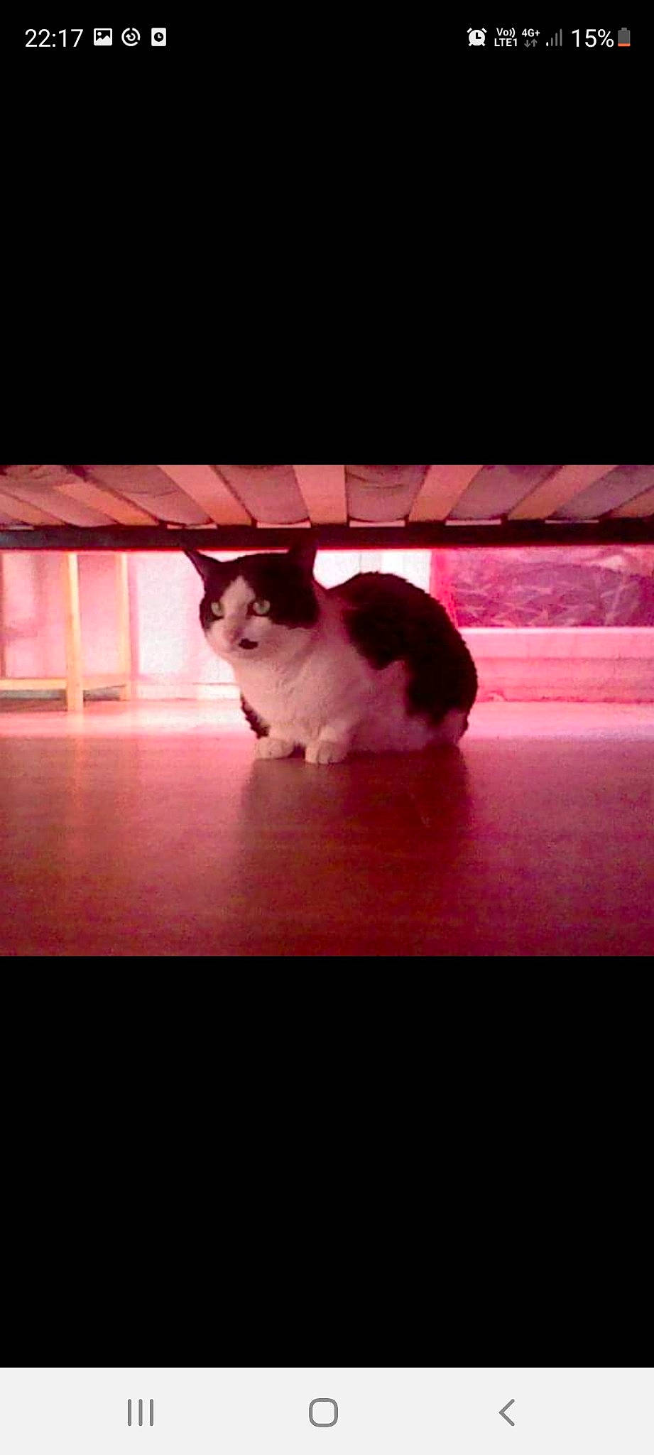 Bulot a rejoint le concours — aidez-le/la à gagner de superbes lots ! automotive_lighting, carnivore, cat, comfort, companion_dog, felidae, floor, flooring, fur, hardwood, paw, plant, sky, small_to_medium_sized_cats, snout, tail, tints_and_shades, whiskers, window, wood