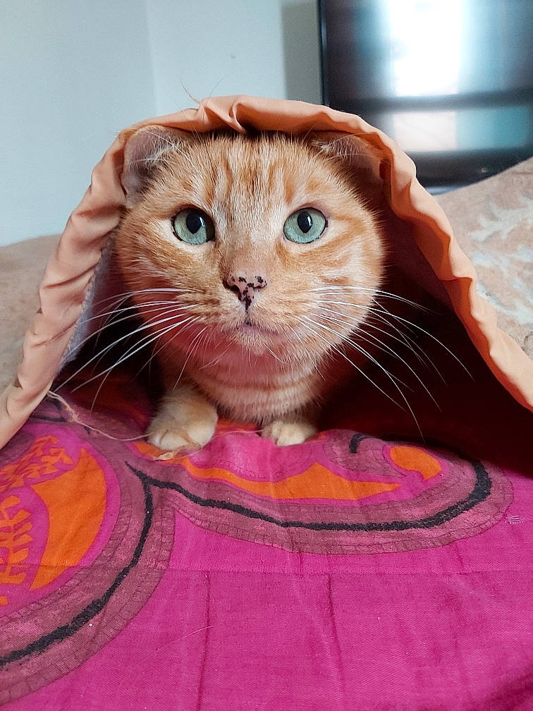 Simba a rejoint le concours — aidez-le/la à gagner de superbes lots ! bag, bed, bedding, carnivore, cat, comfort, domestic_short_haired_cat, fawn, felidae, fur, linens, magenta, pattern, peach, pink, small_to_medium_sized_cats, snout, stuffed_toy, whiskers, wood