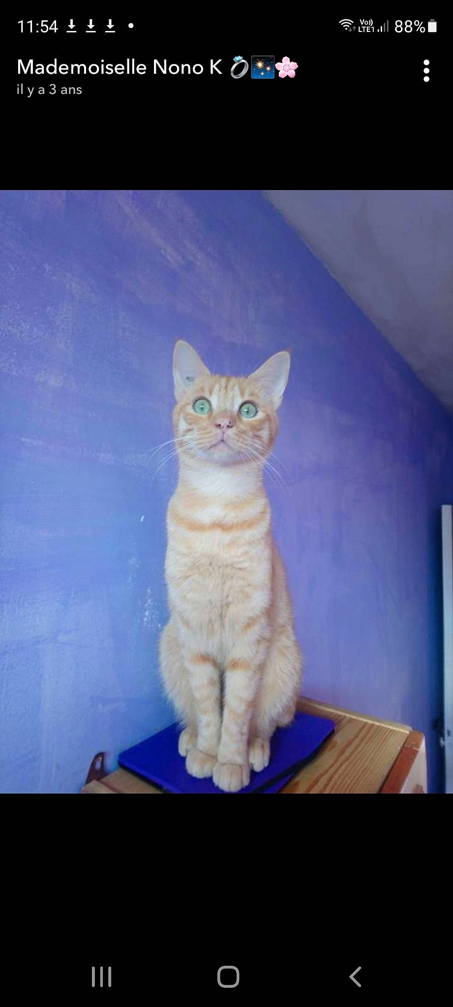 Simba participe au concours pour gagner de l'argent avec cette photo : art, carnivore, cat, domestic_short_haired_cat, electric_blue, fawn, felidae, flooring, fur, paint, paw, photo_caption, rectangle, small_to_medium_sized_cats, snout, tail, visual_arts, whiskers, window, wood