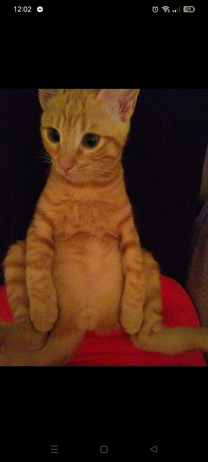 Simba participe au concours pour gagner de l'argent avec cette photo : carnivore, cat, claw, comfort, domestic_short_haired_cat, ear, fawn, felidae, foot, fur, gesture, paw, sitting, small_to_medium_sized_cats, snout, tail, whiskers