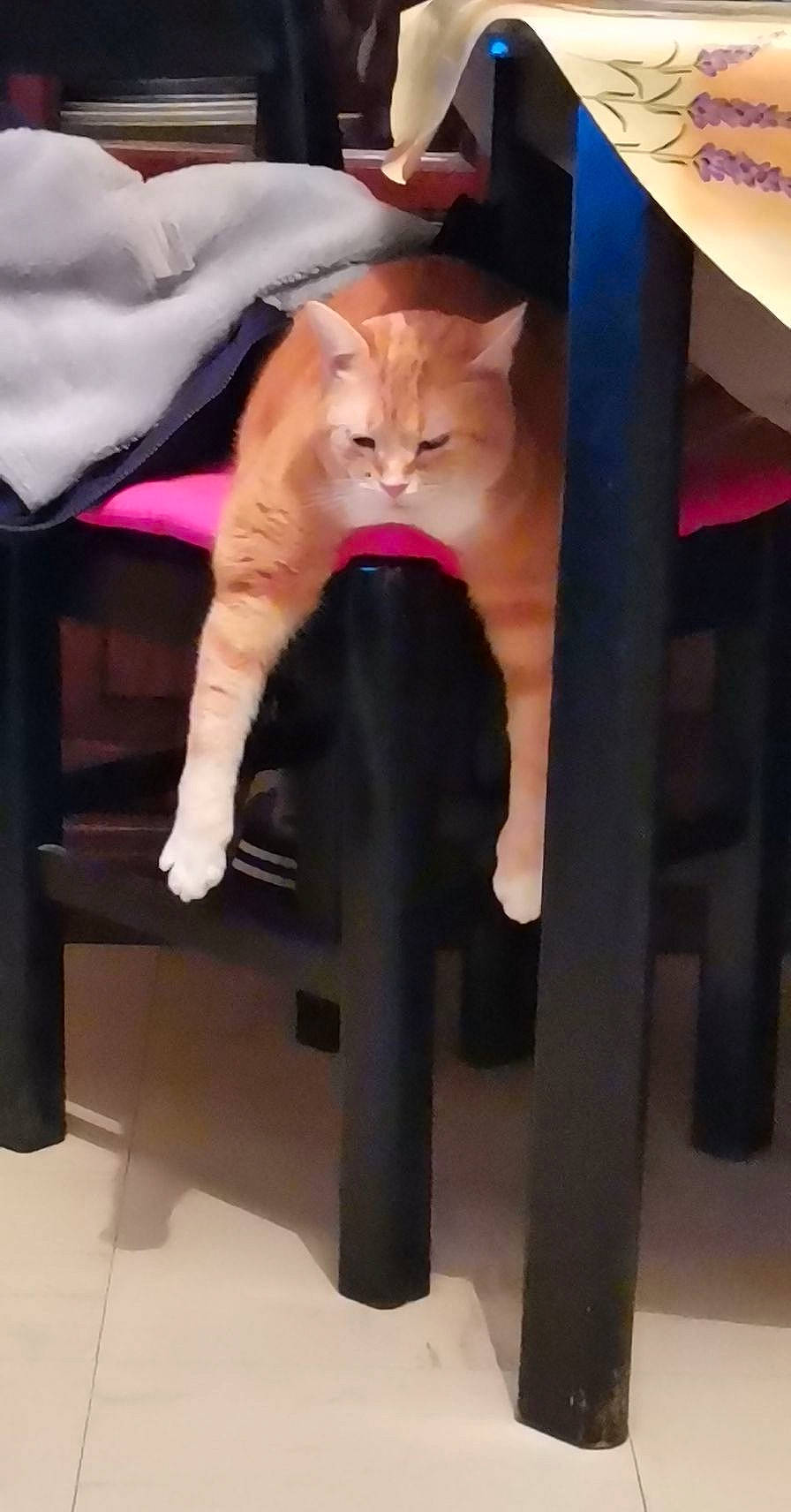 Louken participe au concours pour gagner de l'argent avec cette photo : carnivore, cat, comfort, companion_dog, fawn, felidae, foot, fur, human_leg, knee, lap, magenta, pet_supply, sitting, small_to_medium_sized_cats, sportswear, tail, thigh, whiskers, wood