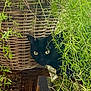 animal, black_cat, cat, close_up, cozy, curious, domestic_cat, eyes, feline, foliage, green_plants, greenery, hiding, home, indoor, nature, pets, plant_pot, wicker_basket, wooden_table