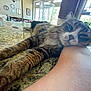 Fish is registered to the contest to win money with this photo: cat, tabby, kitchen, countertop, granite, relaxed, resting, paw, arm, window, daylight, furniture, home, domestic, indoor, pet, animal, closeup, fur, sleepy