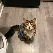 Fish is registered to the contest to win money with this photo: cat, pet, indoor, floor, sweater, fur, whiskers, looking_up, curious, brown, white, cozy, animal, domestic, cute, tail, ears, kitten, feline, household