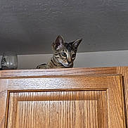 Nala joined the competition — help win amazing prizes! animal, cat, ceiling, curious, ears, eyes, feline, fur, glass, household, indoor, looking, peeking, pet, tabby, top, wall, whiskers, wood_texture, wooden_cabinet