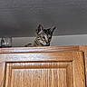 animal, cat, ceiling, curious, ears, eyes, feline, fur, glass, household, indoor, looking, peeking, pet, tabby, top, wall, whiskers, wood_texture, wooden_cabinet