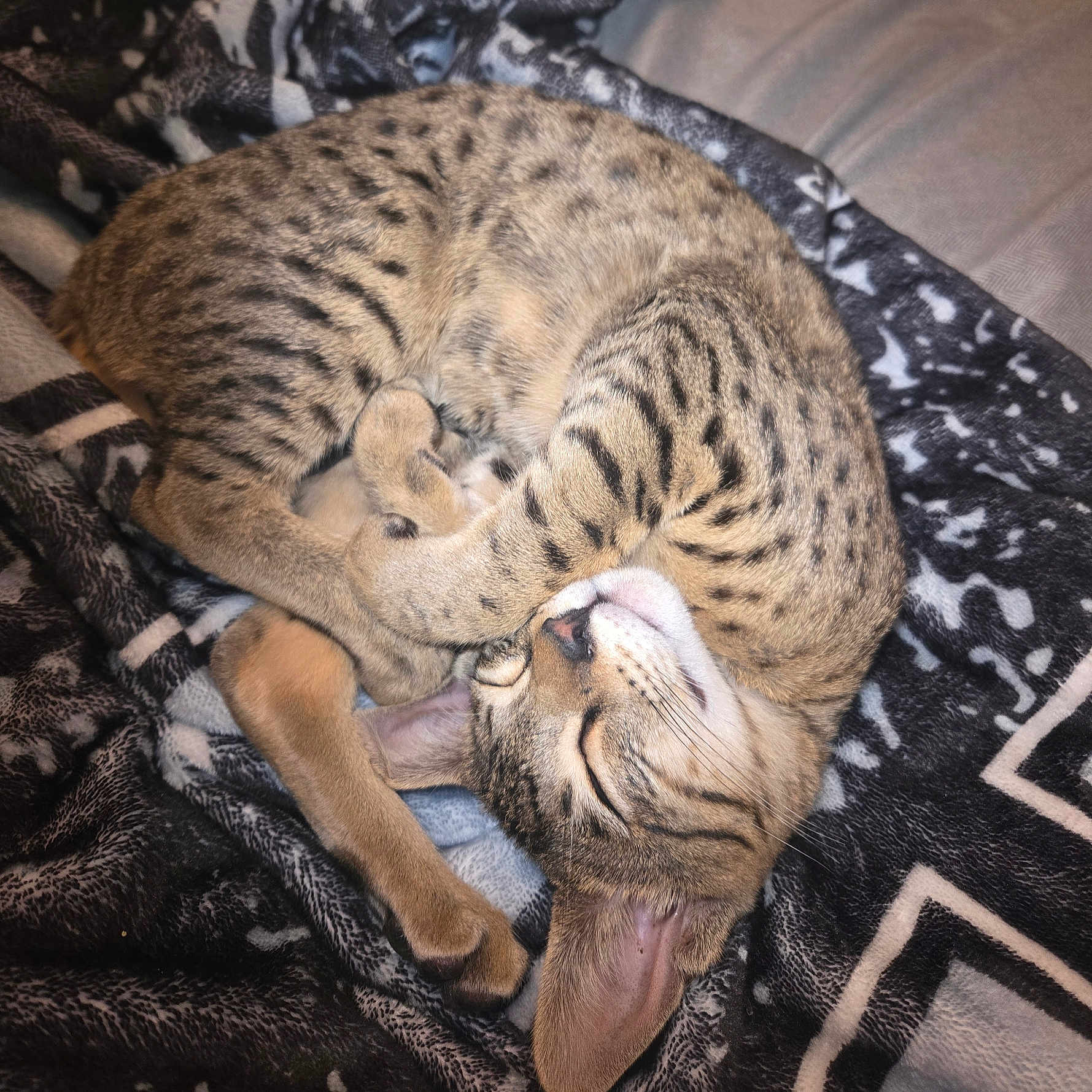 Nala joined the competition — help win amazing prizes!