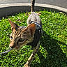 animal, cat, closeup, curious, daylight, ears, exploring, feline, grass, green, harness, leash, mammal, nature, outdoor, pet, sunlight, tail, walking, whiskers