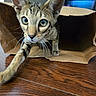 animal, brown, cat, close_up, curious, cute, domestic_cat, exploration, eyes, feline, fur, indoor, paper_bag, paw, pet, playful, striped, whiskers, wooden_floor, young_cat