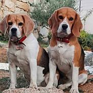 Mady Et Moka participe au concours pour gagner de l'argent avec cette photo : dog, beagle, pet, animal, outdoor, rock, collar, brown, white, sitting, fur, ears, nature, garden, stone_wall, grass, plants, canine, two_dogs, alert