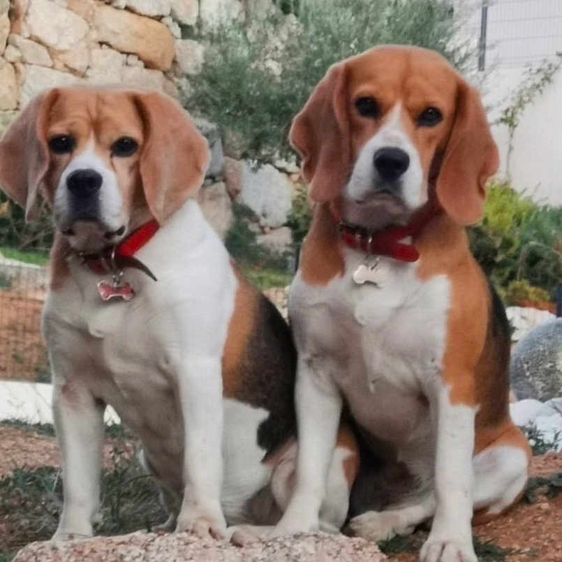 Mady Et Moka participe au concours pour gagner de l'argent avec cette photo : alert, animal, beagle, brown, canine, collar, dog, ears, fur, garden, grass, nature, outdoor, pet, plants, rock, sitting, stone_wall, two_dogs, white