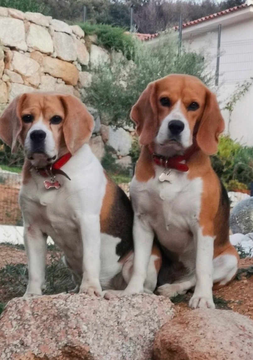 Mady Et Moka participe au concours pour gagner de l'argent avec cette photo : dog, beagle, pet, animal, outdoor, rock, collar, brown, white, sitting, fur, ears, nature, garden, stone_wall, grass, plants, canine, two_dogs, alert