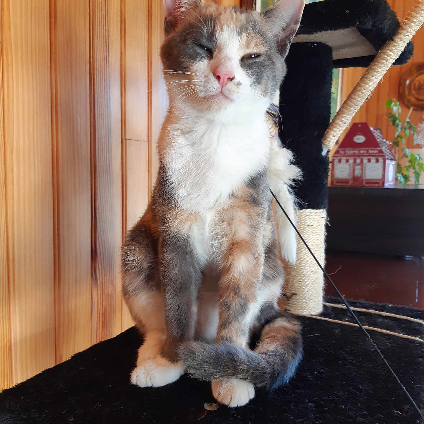 Chaussette participe au concours pour gagner de l'argent avec cette photo : abyssinian, accessories, animal, architecture, cat, chair, furniture, handrail, hardwood, indoors, interiordesign, kitten, lumber, manx, pet, plywood, shelf, siamese, strap, wood