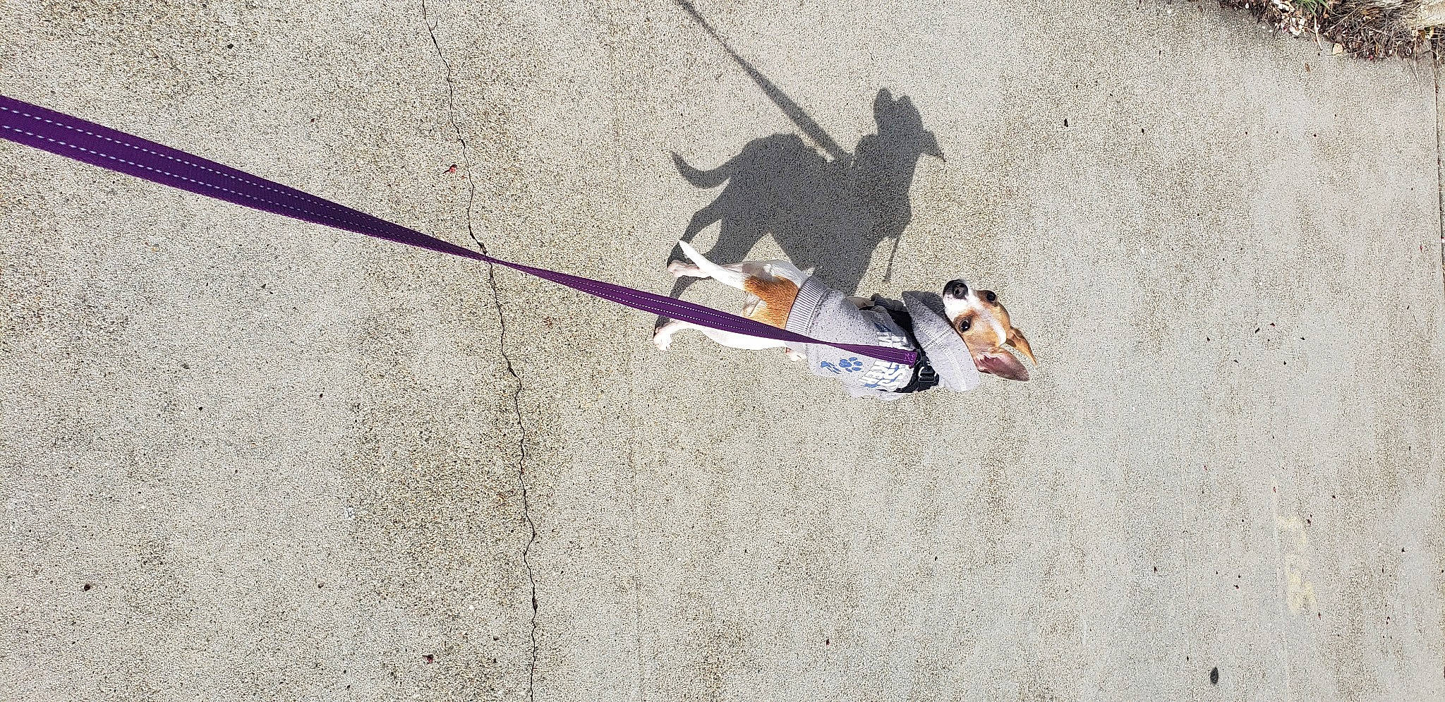 Gizmo Hermione Ray is registered to the contest to win money with this photo: adventure, asphalt, climbing, concrete, dog, extreme_sport, fun, landscape, leash, recreation, rock_climbing_equipment, rope, sand, shadow, slope, soil, sport_climbing, sports, walking_shoe, wire