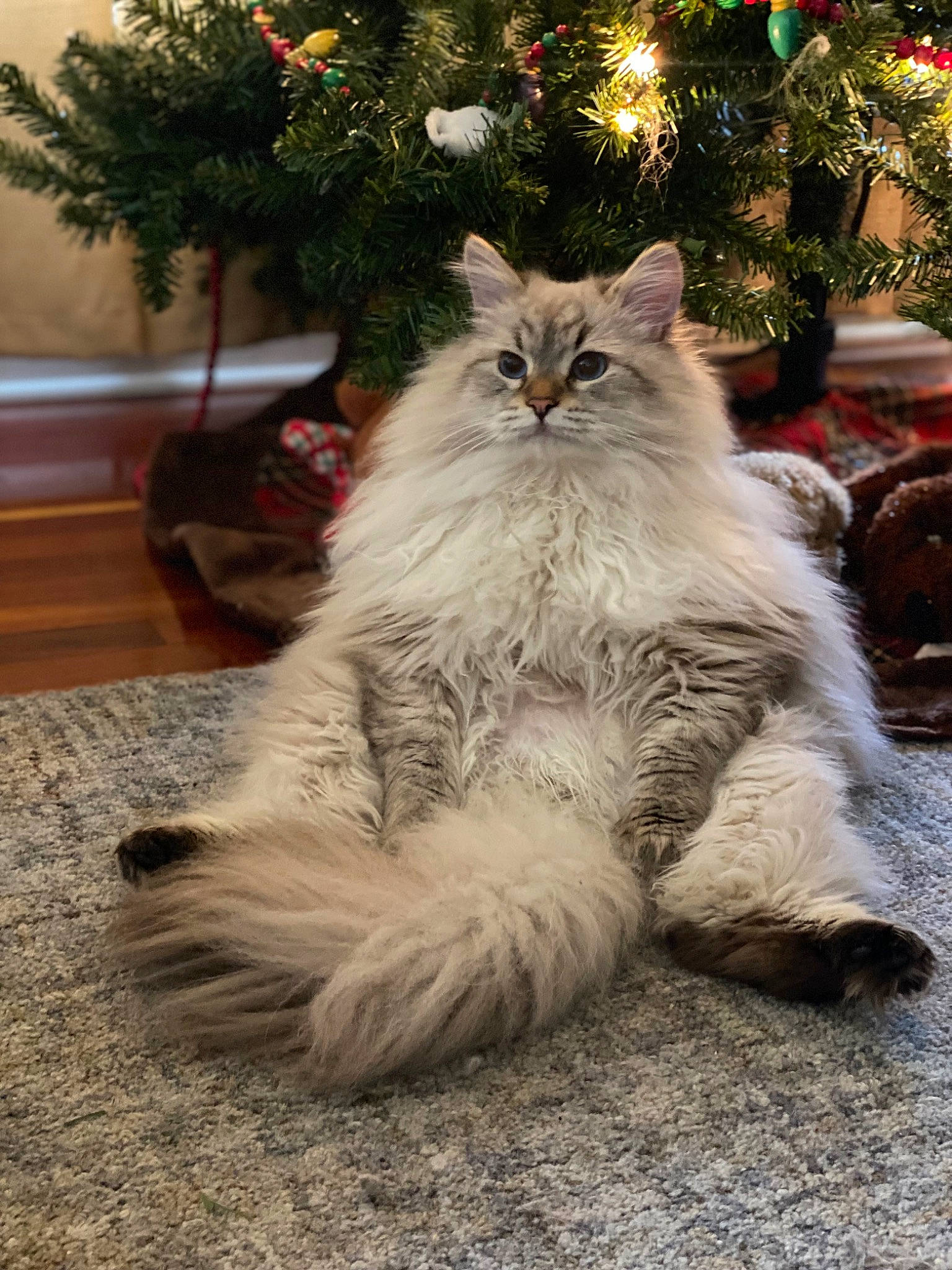 Zima is registered to the contest to win money with this photo: british_longhair, carnivore, cat, christmas, christmas_tree, conifer, event, fawn, felidae, fur, grass, holiday, plant, small_to_medium_sized_cats, snout, tail, terrestrial_animal, tree, whiskers, wood