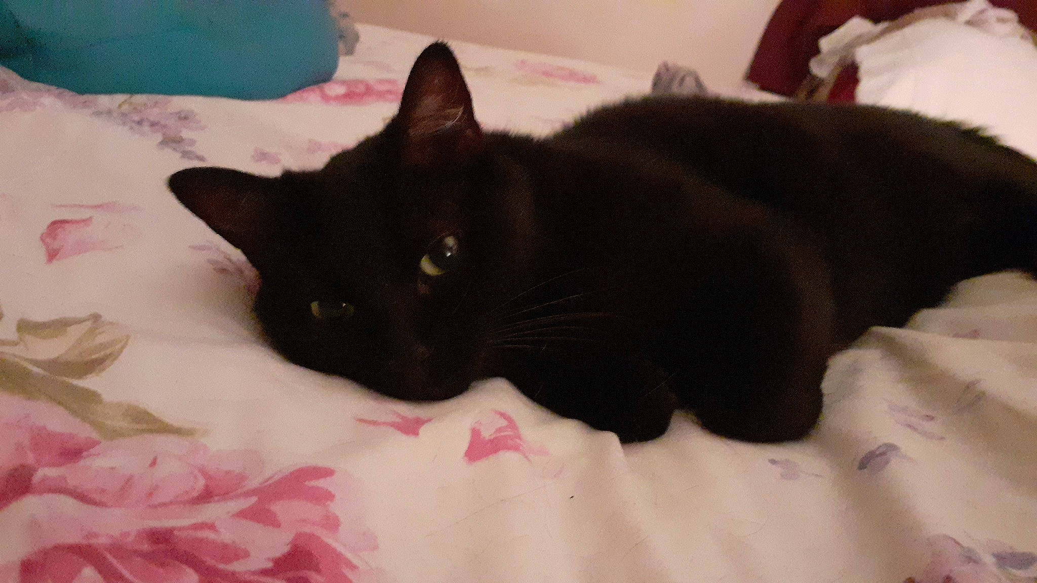 Pitch a rejoint le concours — aidez-le/la à gagner de superbes lots ! black_cat, bombay, carnivore, cat, comfort, domestic_short_haired_cat, felidae, fur, linens, nap, small_to_medium_sized_cats, tail, terrestrial_animal, whiskers