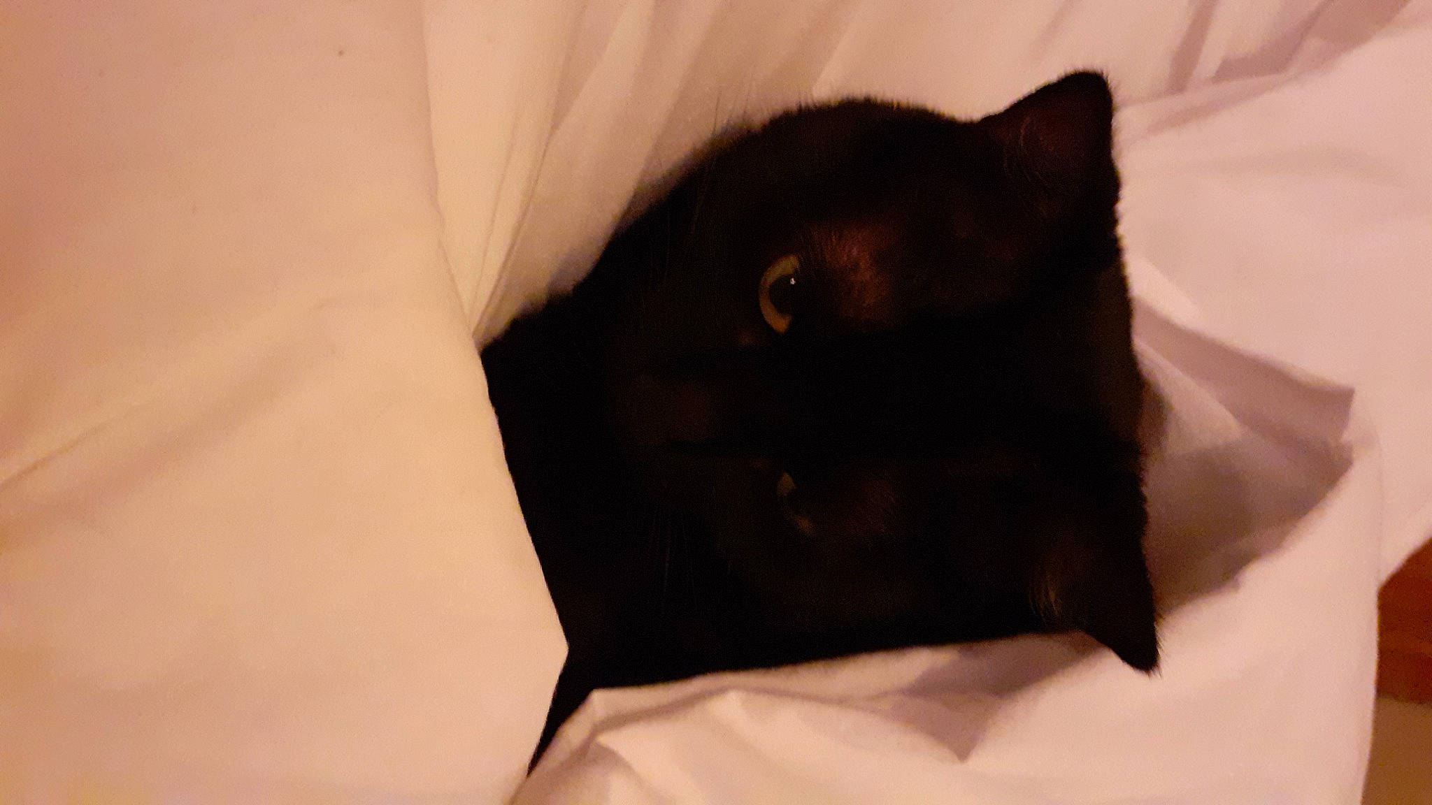 Pitch a rejoint le concours — aidez-le/la à gagner de superbes lots ! black_cat, bombay, canidae, carnivore, cat, dog_breed, domestic_short_haired_cat, felidae, fur, small_to_medium_sized_cats, snout, tail, terrestrial_animal, whiskers