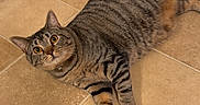 Bea joined the competition — help win amazing prizes! alert, animal, cat, collar, colorful_ball, curious, domestic_cat, ears, feline, floor, indoor, looking_up, paw, pet, playful, striped, tabby, tile_floor, toy, whiskers