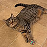 alert, animal, cat, collar, colorful_ball, curious, domestic_cat, ears, feline, floor, indoor, looking_up, paw, pet, playful, striped, tabby, tile_floor, toy, whiskers