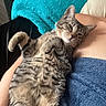 Bea is registered to the contest to win money with this photo: animal, blanket, cat, comfort, companion, cozy, cute, domestic, feline, fur, indoor, mammal, paw, person, pet, relaxed, resting, sleepy, striped, tabby