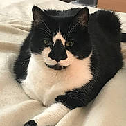 Zorro joined the competition — help win amazing prizes! cat, black_and_white, pet, animal, feline, resting, indoor, blanket, cozy, fur, whiskers, paws, cute, relaxed, portrait, closeup, laying, face, black_markings, domestic_cat