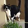cat, black_and_white, indoor, plant, greenery, tail, alert, ledges, wall, pet, feline, animal, domestic, fur, whiskers, curious, standing, houseplant, shadow, light