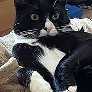 Frankie joined the competition — help win amazing prizes! cat, tuxedo_cat, black_and_white, pet, animal, feline, whiskers, pink_nose, alert, soft_blanket, indoor, cute, paws, resting, fur, close_up, domestic_cat, relaxed, cozy, mammal