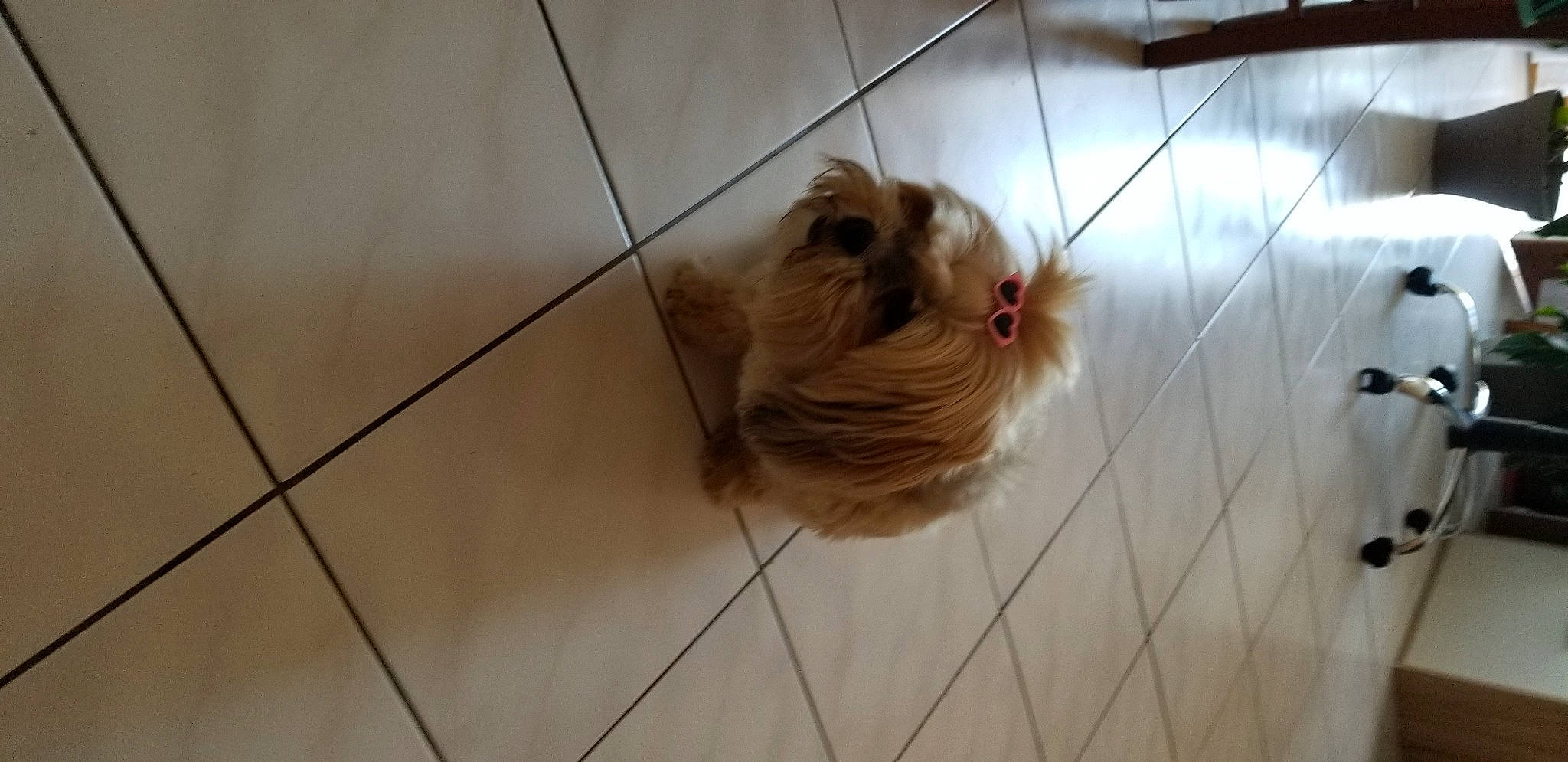 Elsy participe au concours pour gagner de l'argent avec cette photo : canidae, carnivore, cat, dog_breed, fawn, felidae, floor, flooring, himalayan, lhasa_apso, mammal, persian, small_to_medium_sized_cats, tile, whiskers, yorkshire_terrier