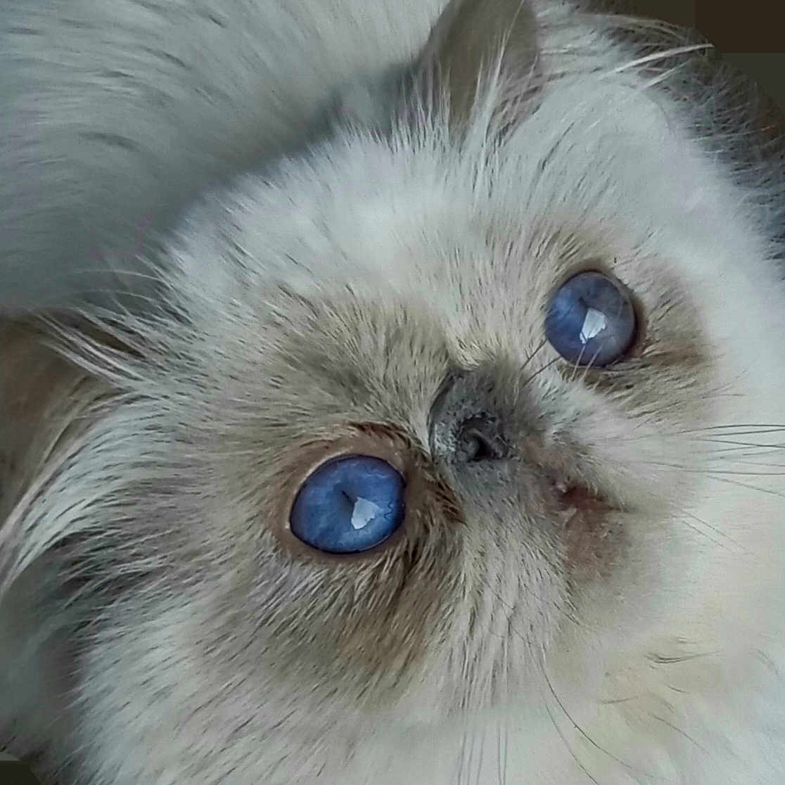 Roudoudou participe au concours pour gagner de l'argent avec cette photo : angora, animal, cat, kitten, manx, pet, siamese, snout