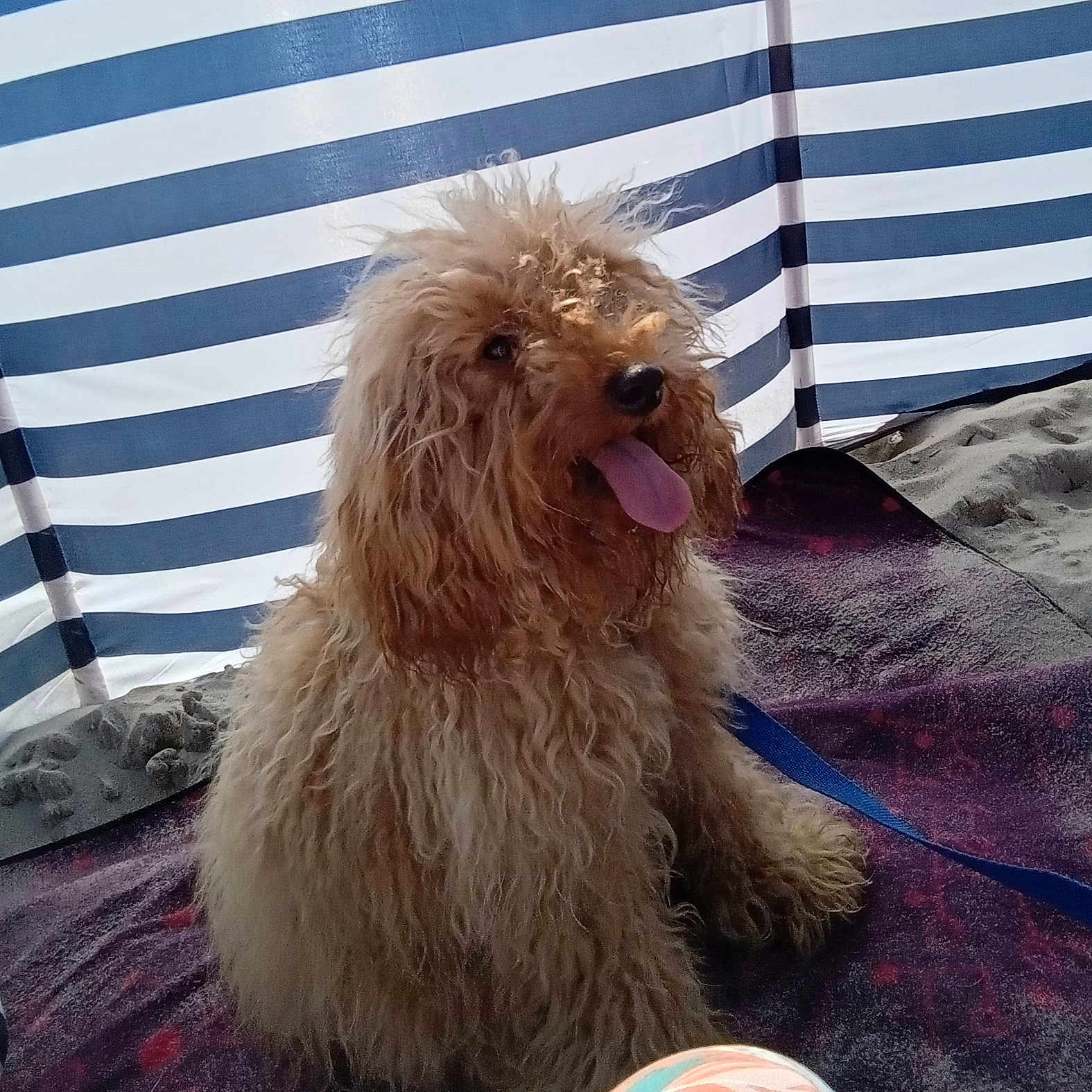 Frisette a rejoint le concours — aidez-le/la à gagner de superbes lots ! animal, architecture, bodypart, building, canine, cockerspaniel, couch, cushion, dog, furniture, homedecor, mouth, outdoors, person, pet, poodle, puppy, shelter, terrier, whitedog
