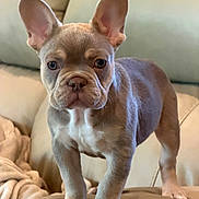 Izzy is registered to the contest to win money with this photo: animal, blanket, brown_coat, canine, close_up, couch, cute, dog, french_bulldog, home, indoor, large_ears, pet, portrait, puppy, short_snout, sofa, standing, white_chest, wrinkled_face