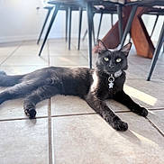 Sonic is registered to the contest to win money with this photo: cat, black_cat, pet, animal, floor, tile_floor, indoor, sunlight, shadow, collar, tag, relaxing, feline, whiskers, ears, legs, tail, home, furniture, dining_table