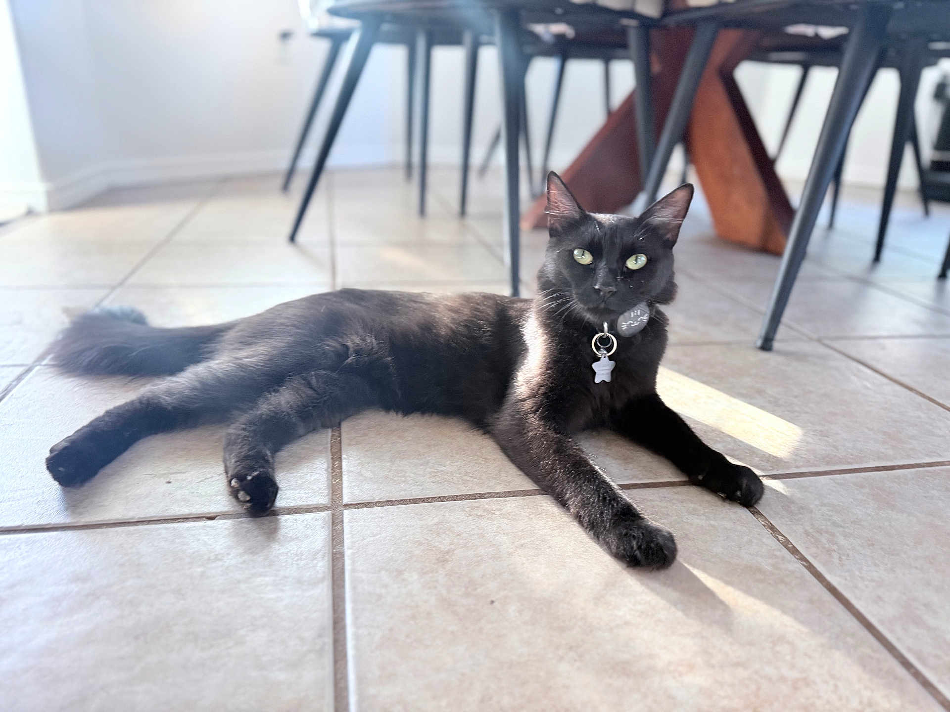 Sonic is registered to the contest to win money with this photo: cat, black_cat, pet, animal, floor, tile_floor, indoor, sunlight, shadow, collar, tag, relaxing, feline, whiskers, ears, legs, tail, home, furniture, dining_table