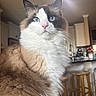 blue_eyes, brown_fur, cat, close_up, countertop, domestic_pet, ears, fluffy_fur, indoor, kitchen, kitten_like, lighting, long_fur, pet_portrait, pink_nose, portrait, ragdoll, whiskers, white_fur, wooden_stool