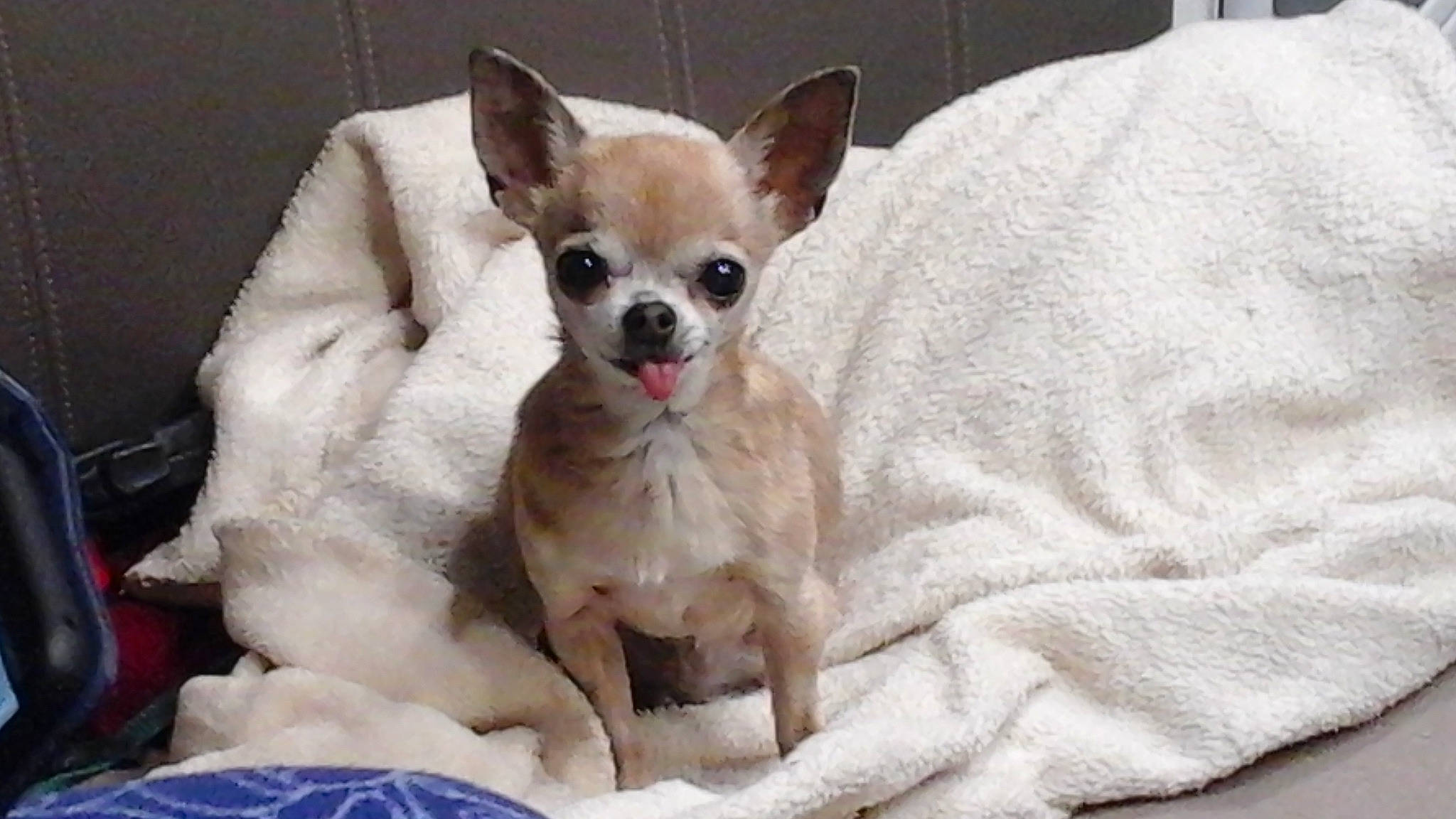 Candy participe au concours pour gagner de l'argent avec cette photo : canidae, carnivore, chihuahua, comfort, companion_dog, corgi_chihuahua, dog, dog_breed, dog_supply, ear, fawn, fur, linens, paw, snout, sporting_group, terrestrial_animal, toy_dog, whiskers, working_animal