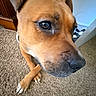 Rosé joined the competition — help win amazing prizes! animal, brown_dog, canine, carpet, close_up, crossed_paws, dog, domestic_animal, ears, floor, fur, home, indoor, looking_away, paws, pet, portrait, quiet, snout, whiskers