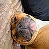 Rosé joined the competition — help win amazing prizes! animal, blanket, brown_fur, canine, close_up, comfort, cozy, cute, dog, ears, face, indoor, nose, pet, portrait, relaxed, resting, sleeping, snuggle, soft_texture