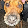 dog, close_up, nose, brown_dog, ears, whiskers, carpet, indoor, person, phone, legs, paw, curious, pet, animal, focus, background, human, casual, attention