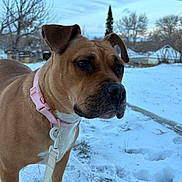 Rosé joined the competition — help win amazing prizes! animal, bare_tree, brown_dog, canine, closeup, collar, daylight, dog, house, leash, mammal, nature, outdoor, pet, portrait, sky, snow, tree, winter, yard