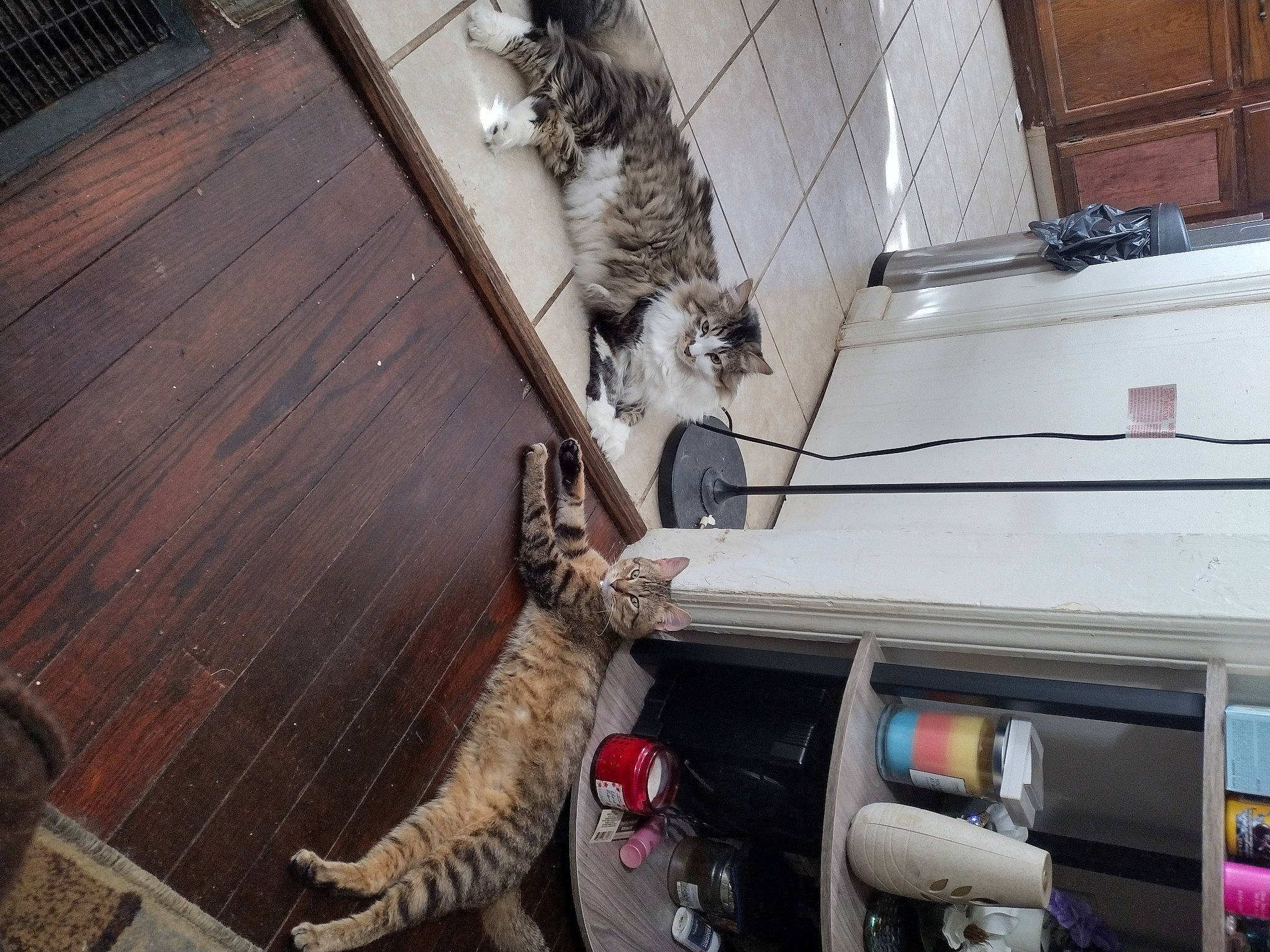 Fluffy is registered to the contest to win money with this photo: auto_part, automotive_exterior, carnivore, cat, domestic_short_haired_cat, fawn, felidae, fur, hardwood, hood, machine, metal, motor_vehicle, small_to_medium_sized_cats, tail, vehicle, vehicle_door, whiskers, windshield, wood