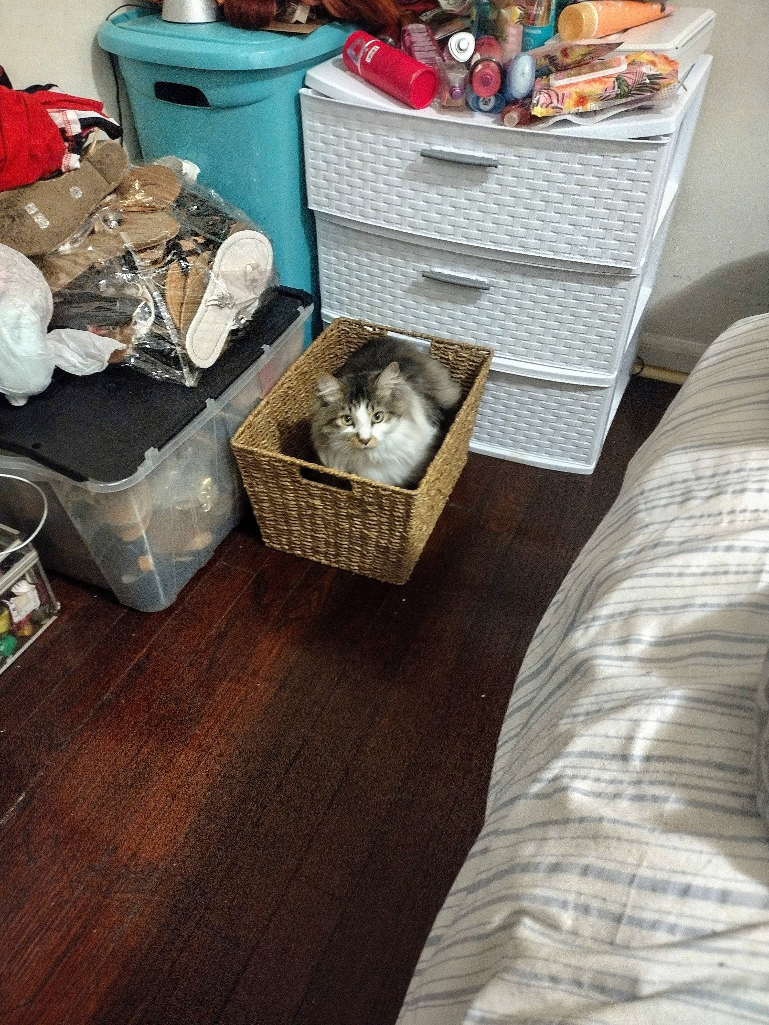 Fluffy joined the competition — help win amazing prizes! box, comfort, event, felidae, floor, flooring, fur, hardwood, laminate_flooring, linens, plastic, plastic_bag, room, toy, wicker, wood, wood_flooring, wood_stain