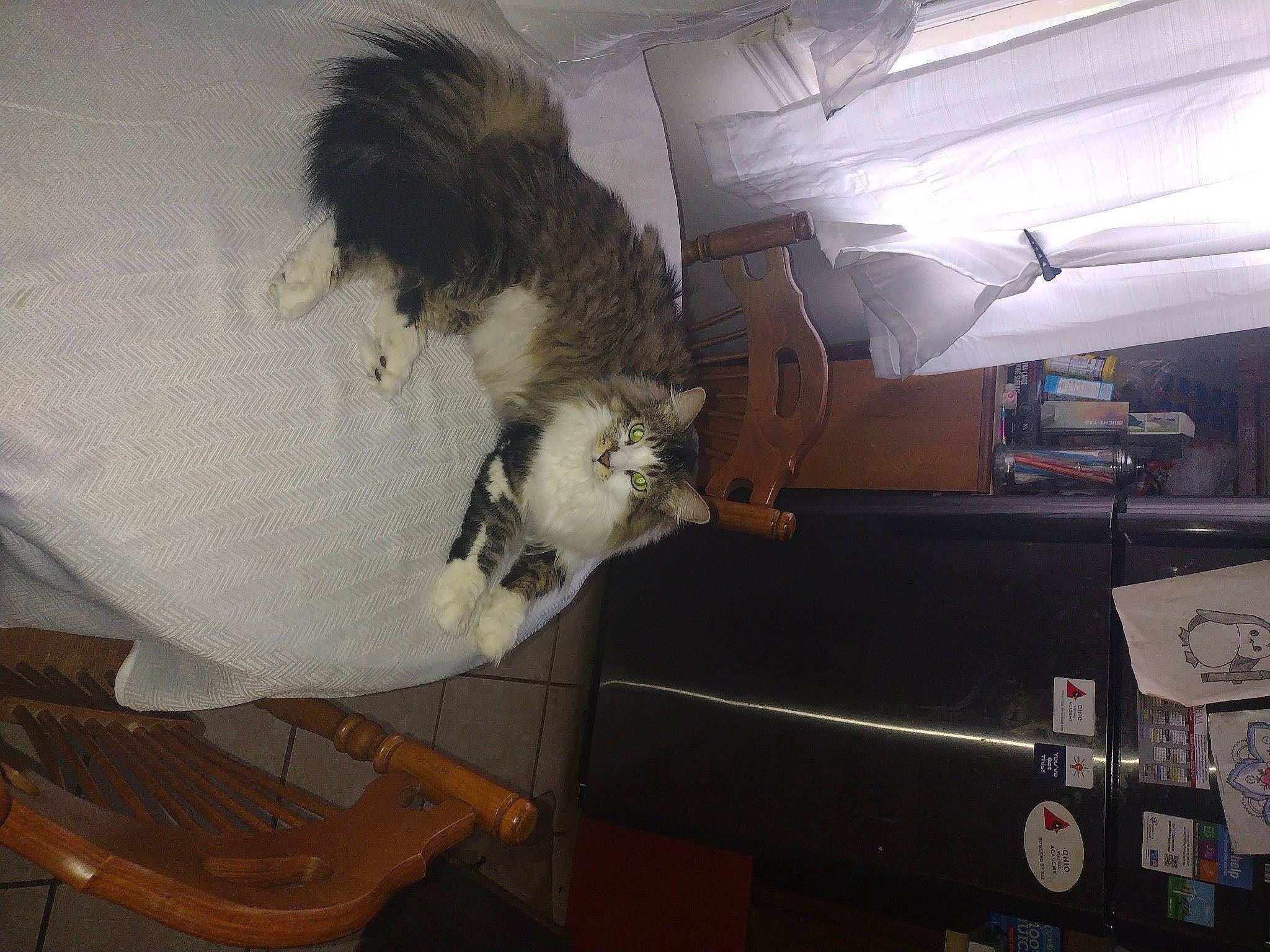 Fluffy is registered to the contest to win money with this photo: carnivore, cat, claw, comfort, companion_dog, dog_breed, domestic_short_haired_cat, felidae, fur, hardwood, machine, room, small_to_medium_sized_cats, tail, whiskers, wood