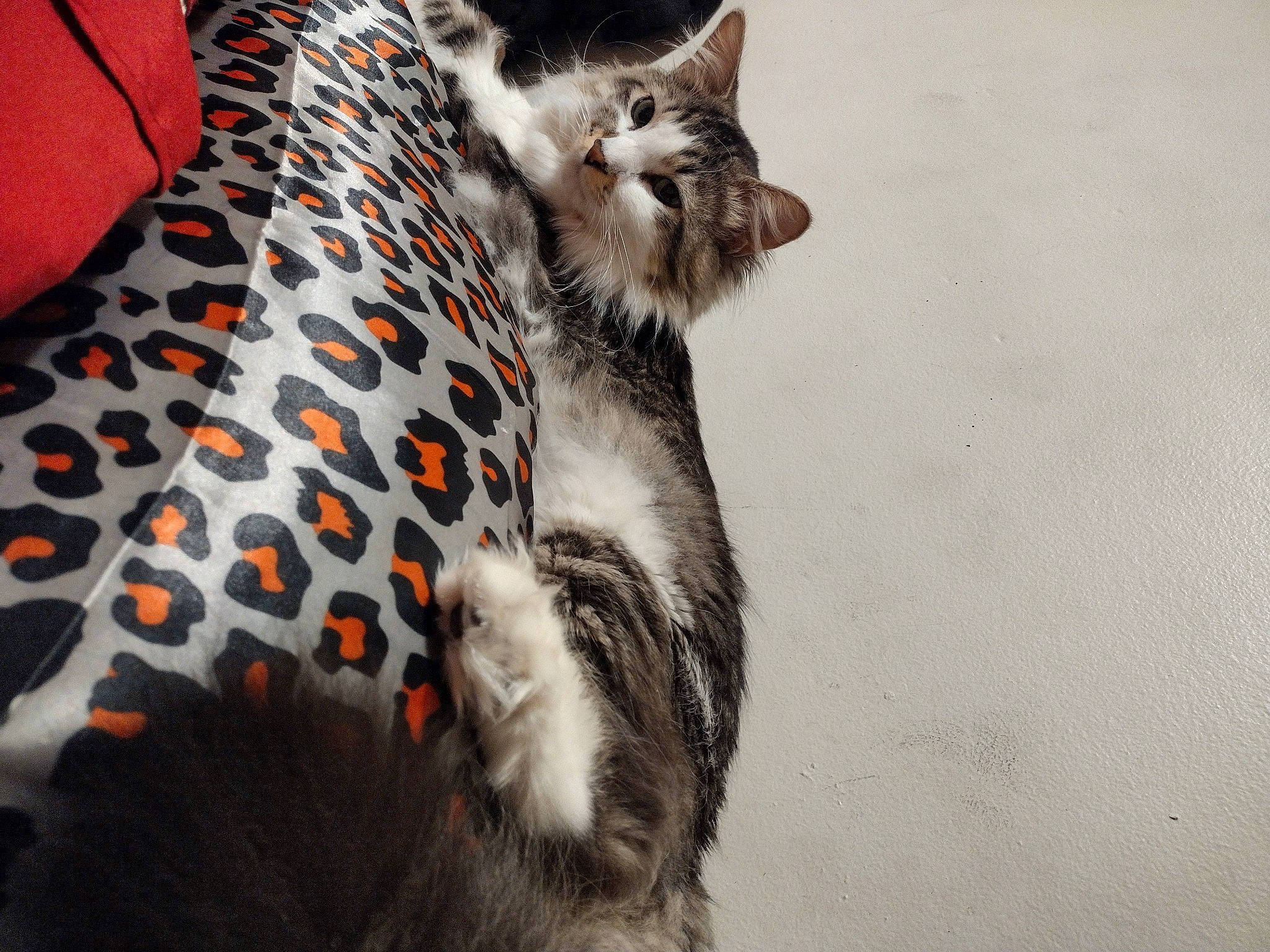 Fluffy is registered to the contest to win money with this photo: carnivore, cat, claw, comfort, domestic_short_haired_cat, fawn, felidae, fur, grey, human_leg, leg, paw, small_to_medium_sized_cats, snout, tail, terrestrial_animal, tree, whiskers, wildlife