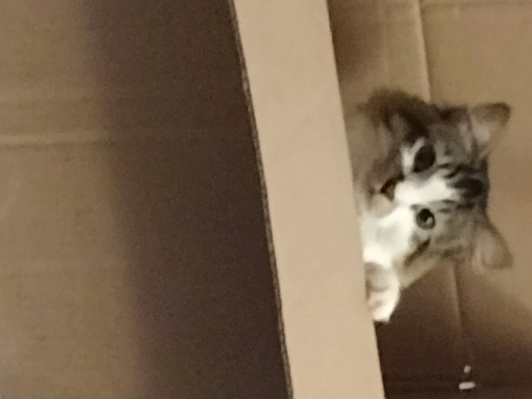 Fluffy joined the competition — help win amazing prizes! canidae, carnivore, cat, dog_breed, domestic_short_haired_cat, felidae, floor, flooring, fur, hardwood, human_leg, paw, room, shadow, small_to_medium_sized_cats, tail, tints_and_shades, whiskers, window, wood