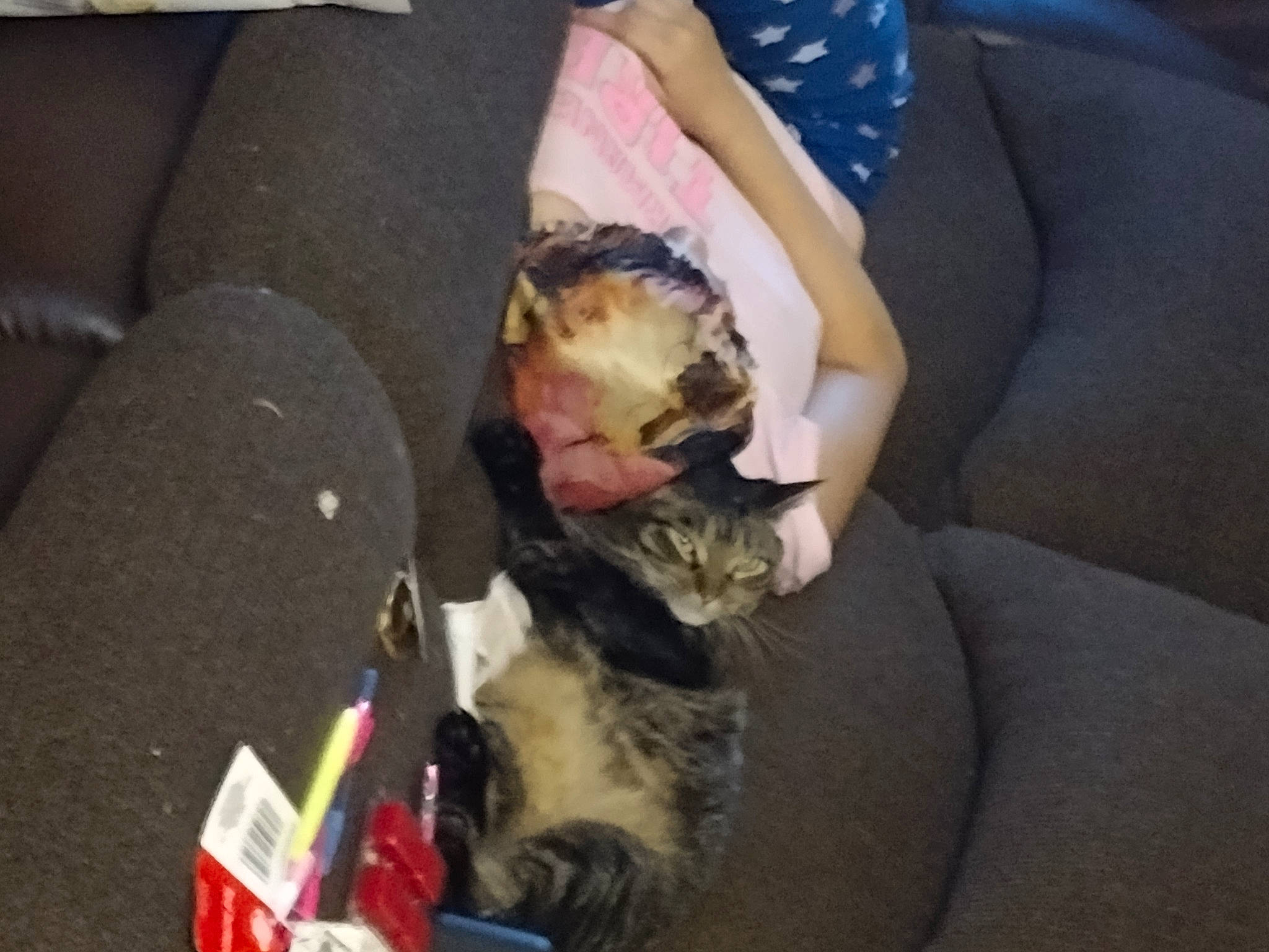 Tiger joined the competition — help win amazing prizes! armrest, bag, baggage, canidae, carnivore, cat, comfort, companion_dog, couch, dog_breed, domestic_short_haired_cat, felidae, fur, lap, sitting, sleeper_chair, small_to_medium_sized_cats, tail, whiskers