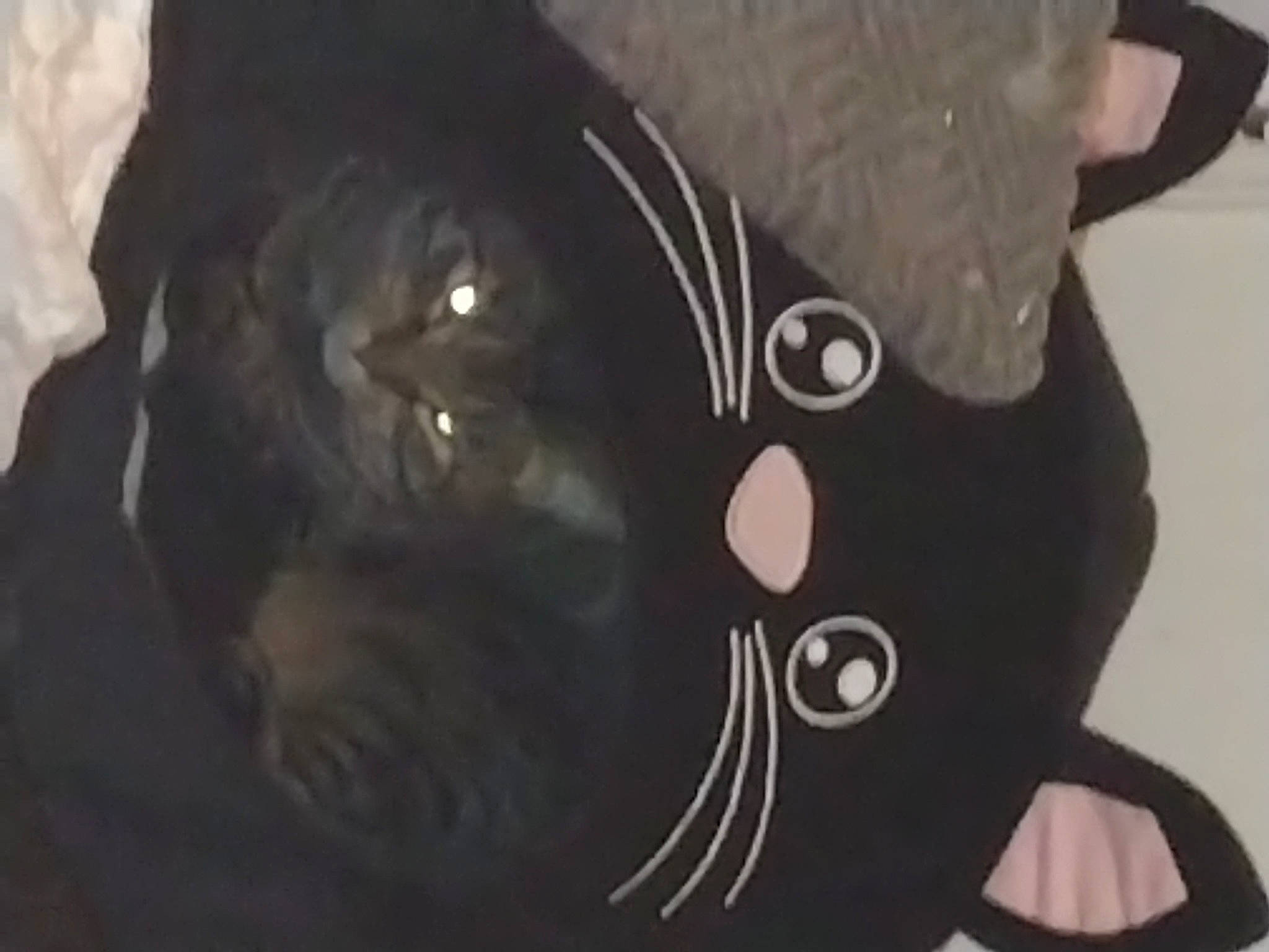 Tiger joined the competition — help win amazing prizes! art, black_cat, carnivore, cat, domestic_short_haired_cat, eyewear, felidae, font, fur, personal_protective_equipment, sleeve, small_to_medium_sized_cats, snout, tail, terrestrial_animal, visual_arts, whiskers