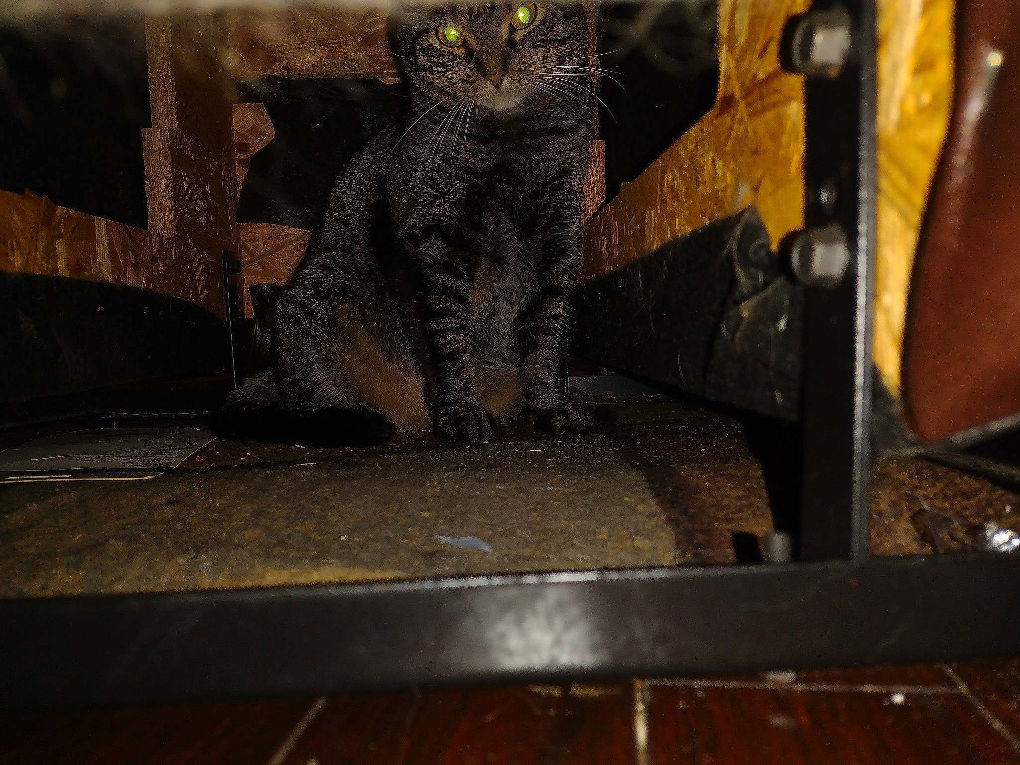 Tiger joined the competition — help win amazing prizes! automotive_tire, carnivore, cat, domestic_short_haired_cat, felidae, fur, metal, sitting, small_to_medium_sized_cats, snout, tail, terrestrial_animal, whiskers, wildlife, window, wood